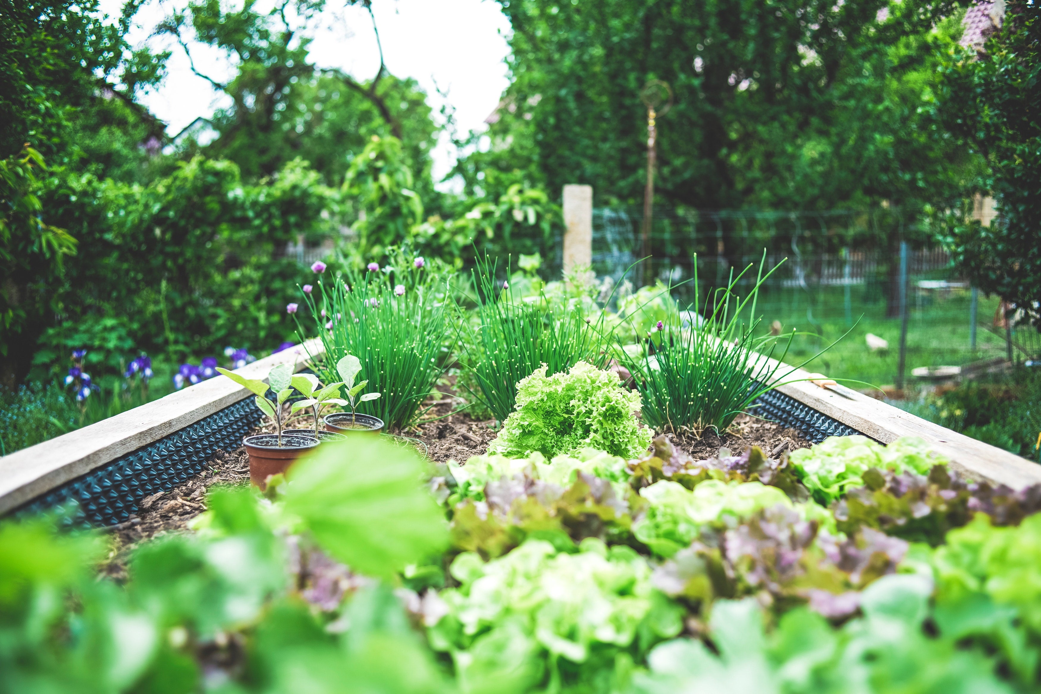 How to Build a Raised Bed Garden in 4 Easy Steps